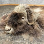 muskoxrug.jpeg