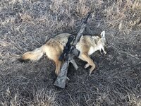 yote 12 24 18.jpg