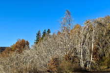 5-DSC_0102 - Copy.jpg
