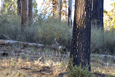3-DSC_0137 - Copy.jpg