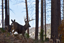 1-DSC_0162 - Copy.jpg