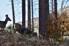 2-DSC_0163 - Copy.jpg