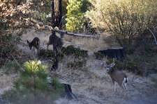 DSC_0337 - Copy.jpg