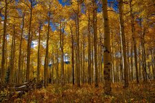 Aspens in the Saddle.jpg