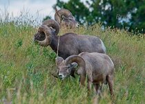 Sheep July 2013 a-3481.JPG