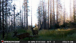 2022 Mad River Ridge Bucks.JPG