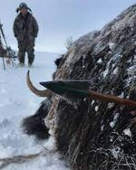 muskox trad.jpg