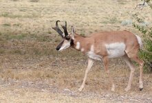 Camp Boss Buck 1.jpg