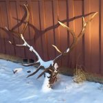 2017 hunts 146.JPG