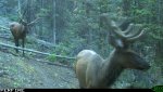elk group 2.jpg