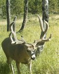 MD_Velvet buck.jpg