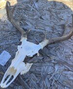 coues skull.JPG