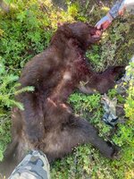 2022 bear 3.jpg