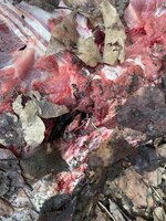 820C5313-E0CF-4D98-8DDF-CDA6ED214A66.jpeg