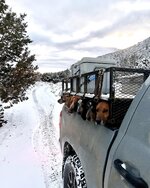 dogs in truck.JPG