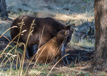 Bear September 2016 a-8897.jpg
