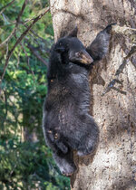 Bear September 2016 a-8926.jpg