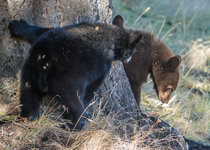 Bear September 2016 a-8939.jpg