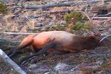 Bull Elk.jpg