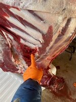 Elk 3.jpg
