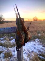 IMG_20221129_192640.jpg