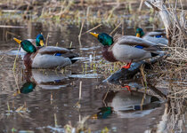 January 2015 Mallards a1-8410.jpg