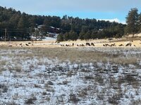 winter elk 1.jpg