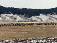 winter elk 2.jpg