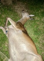 IMG_7767.jpeg