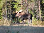 Wyoming Hunt 2013 006.jpg