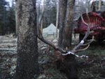 elk2013.3.jpg