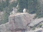 mini-2013 Mountain Goat - Ellis.jpg