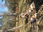 Ryker Deer.jpg