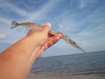 fish.jpg