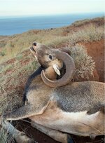 small ram.JPG small ram.JPG