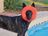 argos_frisbee.jpg