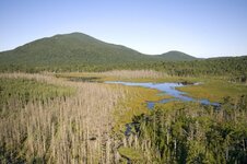 adk swamp.jpg