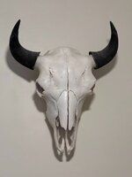 230325 bison skull.jpg