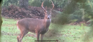 whitetail2.png