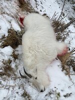 AA3EE230-4F26-4FD3-9D75-8BA63F9CEB42.jpeg AA3EE230-4F26-4FD3-9D75-8BA63F9CEB42.jpeg