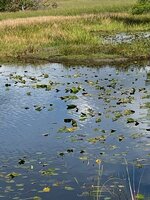 IMG_3076.jpg