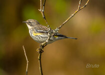 Yellow Rumped Warbler April 2023 a-1273.jpg