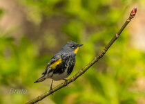 Yellow Rumped Warbler April 2023 a-1320.jpg