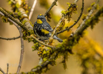 Yellow Rumped Warbler April 2023 a-1331.jpg