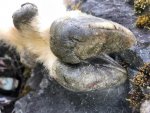 GoatSneakers.jpg