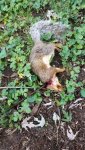 squirrel done.jpg