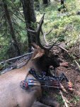 elk 1.jpg