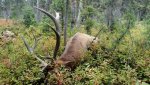 2018 Archery Elk.jpg