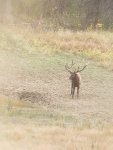 elk2.jpg
