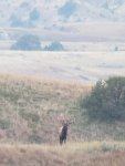elk3.jpg